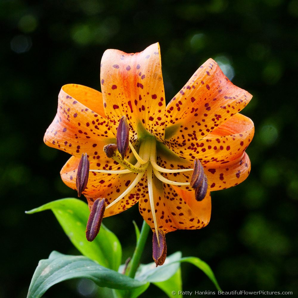 Turk's Cap Lily © 2009 Patty Hankins