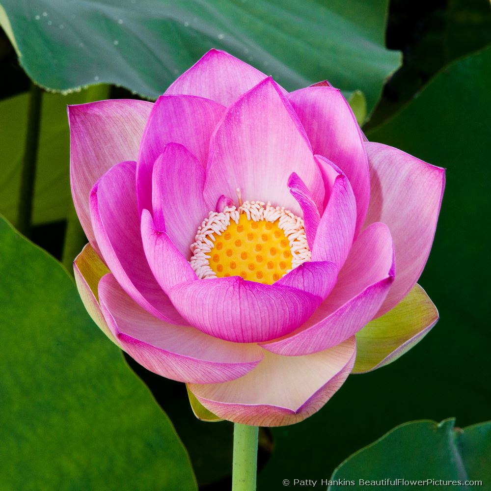 Lotus Blossom III © 2011 Patty Hankins