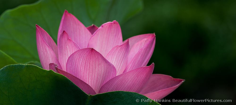 Lotus Blossom Petals © 2011 Patty Hankins