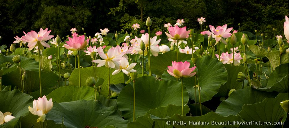 The Lotus Pond © 2008 Patty Hankins