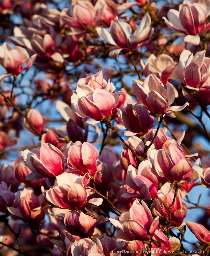 Saucer Magnolias © 2013 Patty Hankins