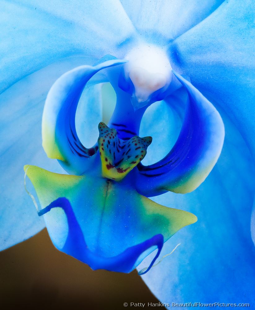 Blue Mystique Orchid – Center Detail © 2011 Patty Hankins