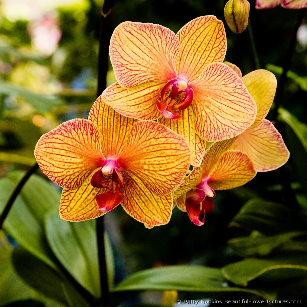 Golden Treasure Orchids © 2008 Patty Hankins