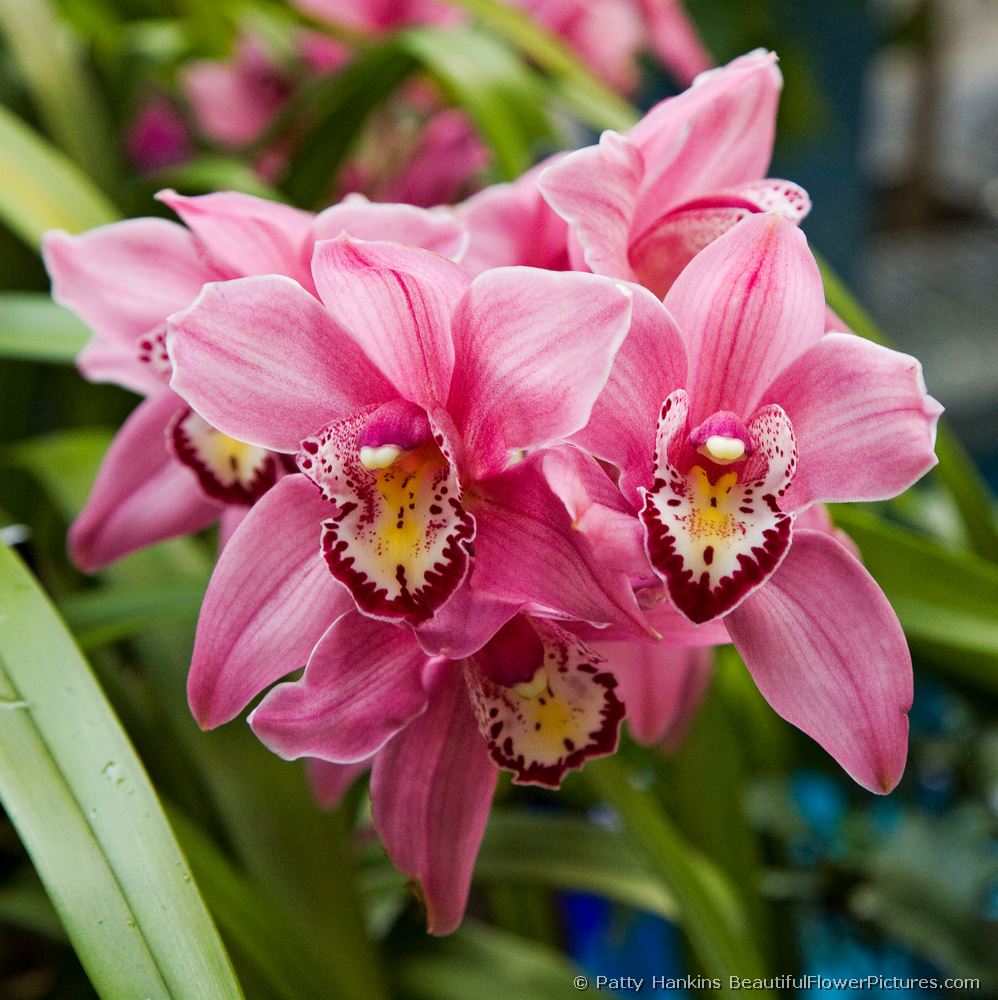 Pink Cymbidium Orchids © 2008 Patty Hankins