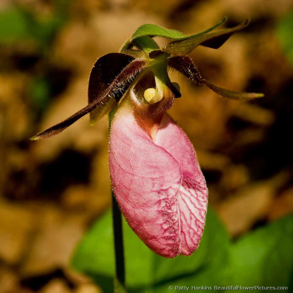 Pink Lady Slipper © 2008 Patty Hankins