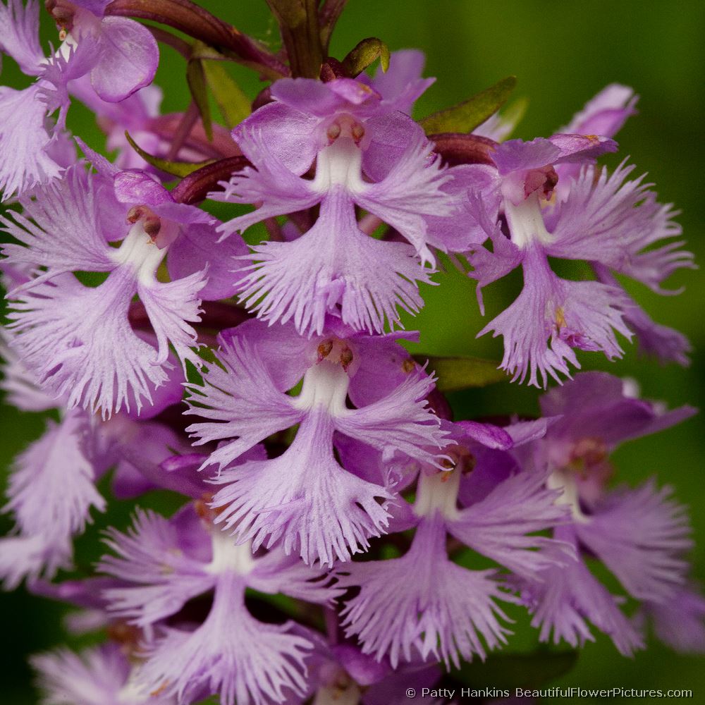 Small Purple Fringed Orchid © 2011 Patty Hankins 