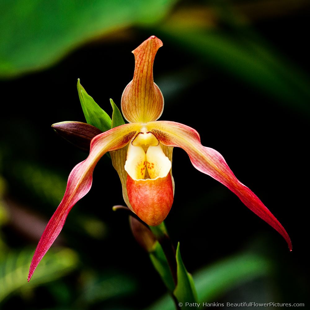 Slipper Orchid © 2011 Patty Hankins