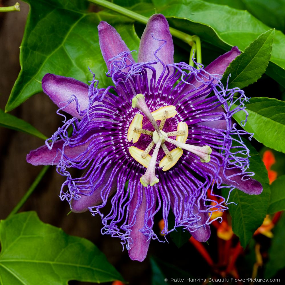 Passion Flower © 2008 Patty Hankins