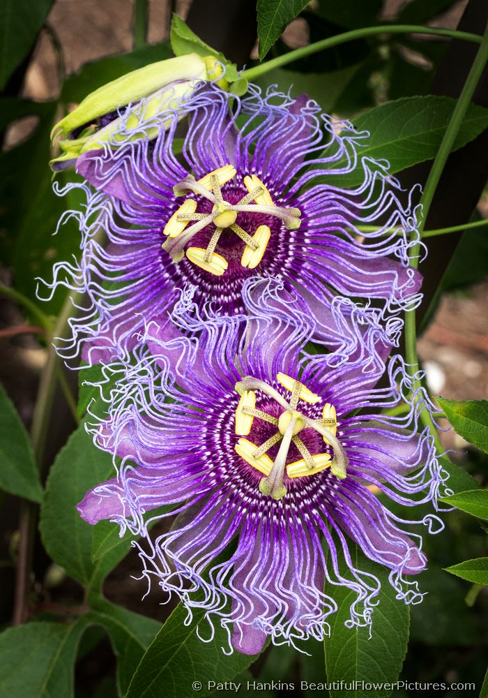 Passion Flower Pair © 2012 Patty Hankins