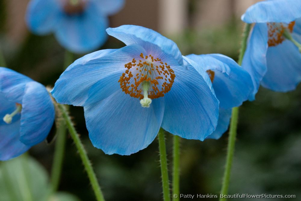 Blue Poppies © 2009 Patty Hankins