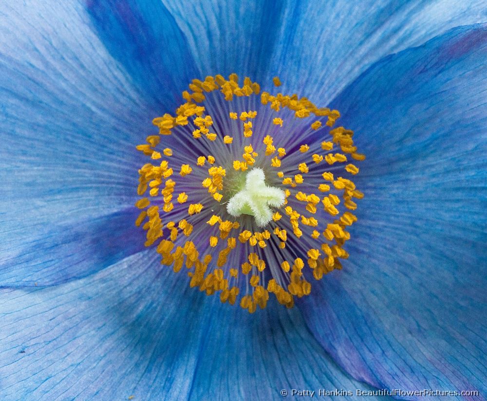 Blue Poppy Center © 2013 Patty Hankins