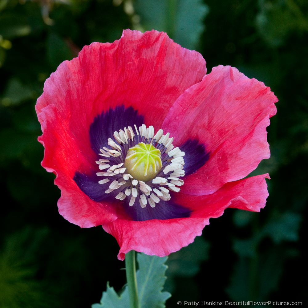 Bread Poppy © 2009 Patty Hankins