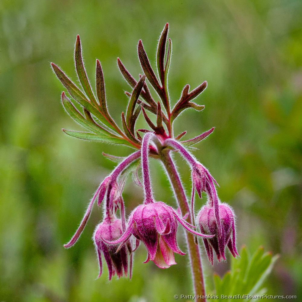 Prairie Smoke © 2011 Patty Hankins