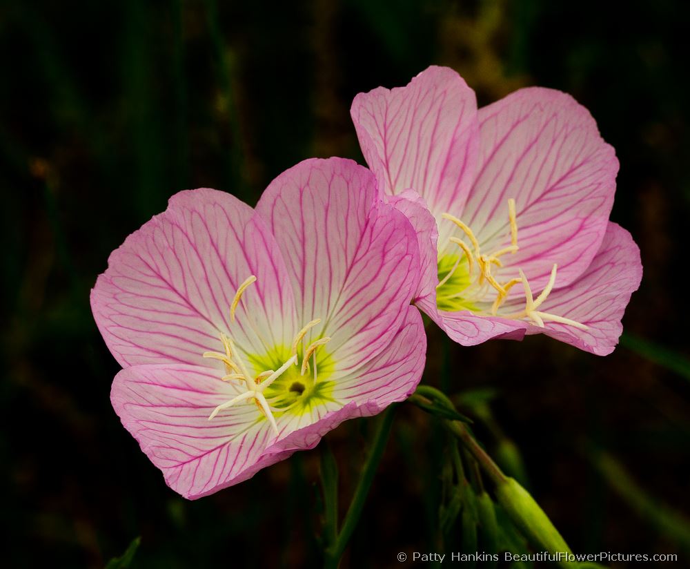 Showy Primrose © 2011 Patty Hankins