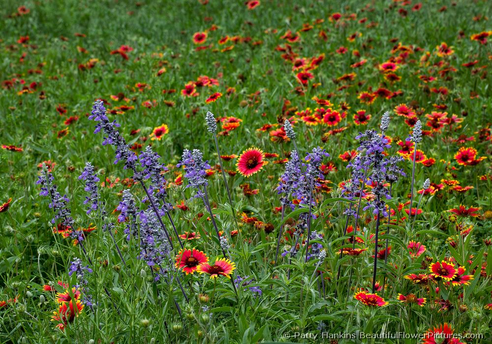 Salvia and Blanketflowers  © 2011 Patty Hankins