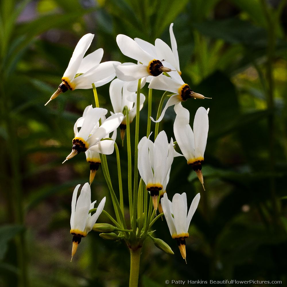 Shooting Stars © 2011 Patty Hankins