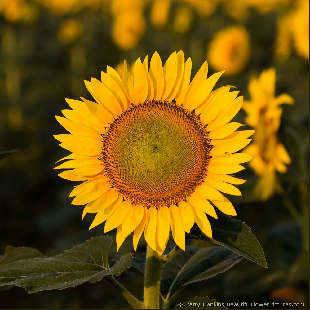 Gold Sunflower © 2008 Patty Hankins