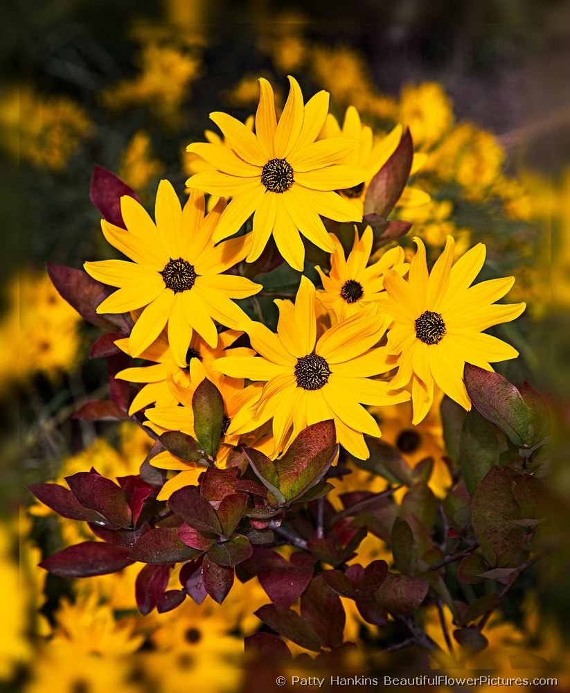 Swamp Sunflowers © 2012 Patty Hankins