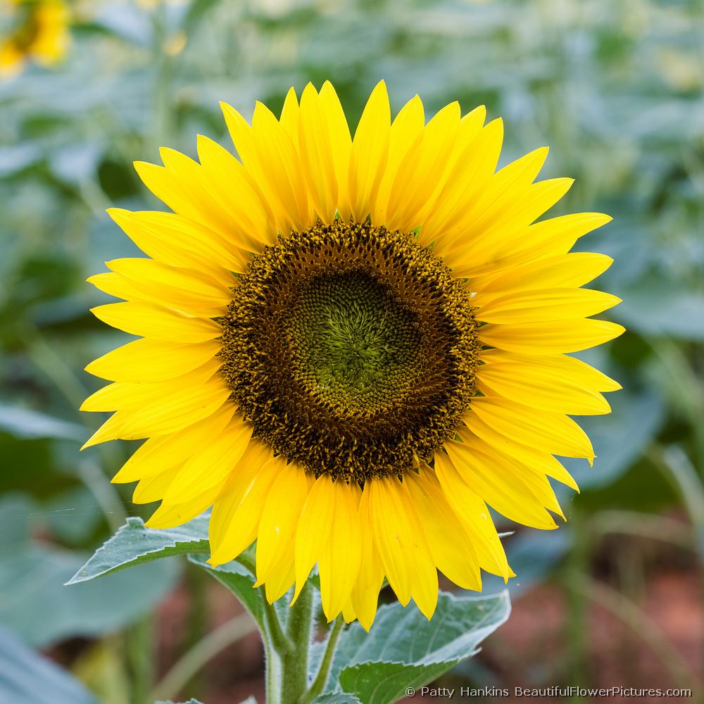 Yellow Sunflower © 2008 Patty Hankins