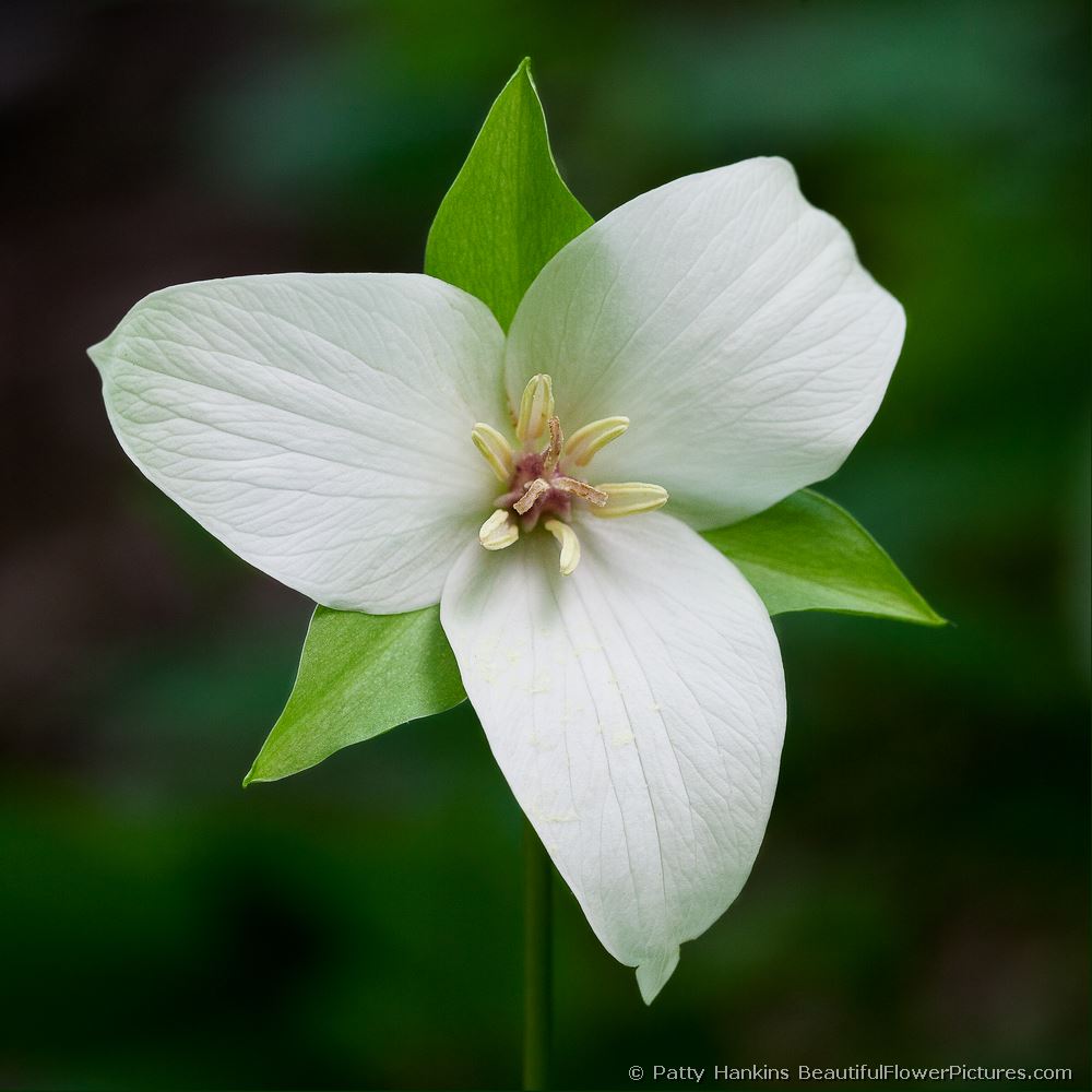 Bent Trillium © 2012 Patty Hankins