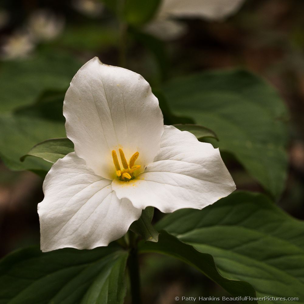 Grandiflorum Trillium © 2013 Patty Hankins