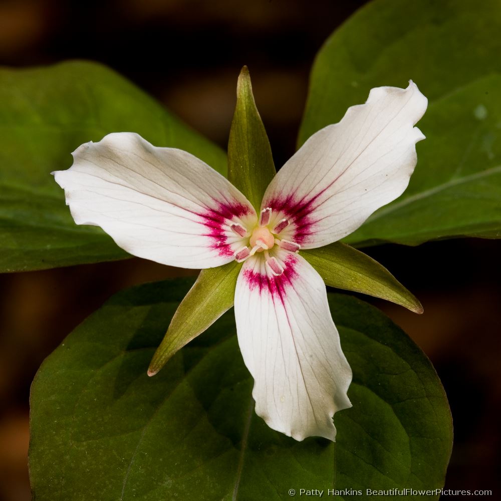 Painted Trillium © 2008 Patty Hankins