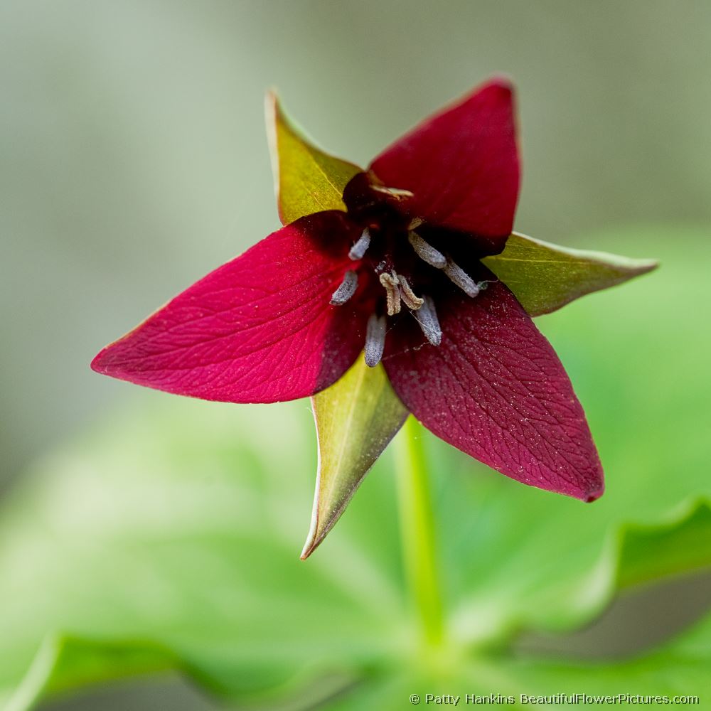 Red Wake Robin Trillium © 2008 Patty Hankins