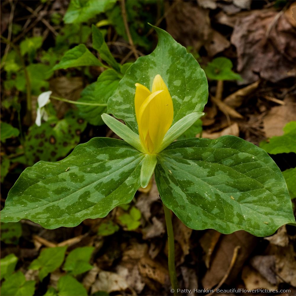 Yellow Trillium © 2008 Patty Hankins