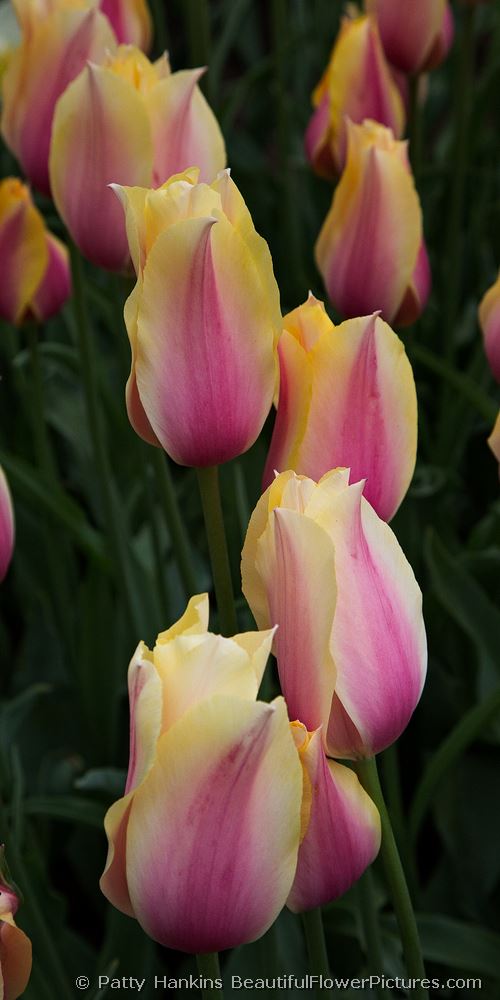 Blushing Lady Tulips © 2013 Patty Hankins