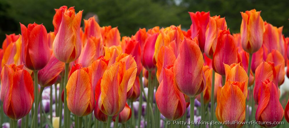 El Nino Tulips © 2013 Patty Hankins