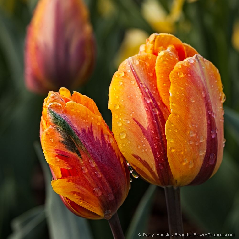 Princess Irene Tulips © 2012 Patty Hankins