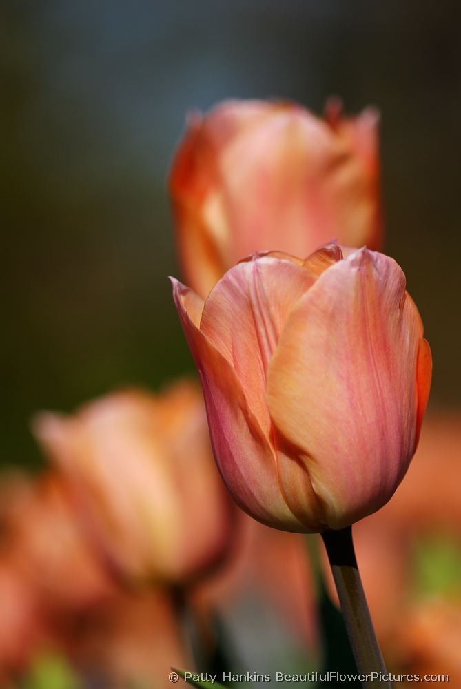 Salmon Pearl Tulips © 2004 Patty Hankins