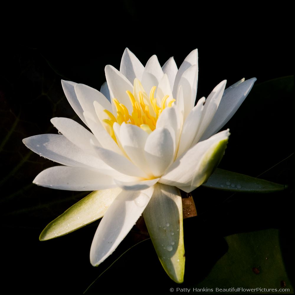 Water  Lily © 2008 Patty Hankins