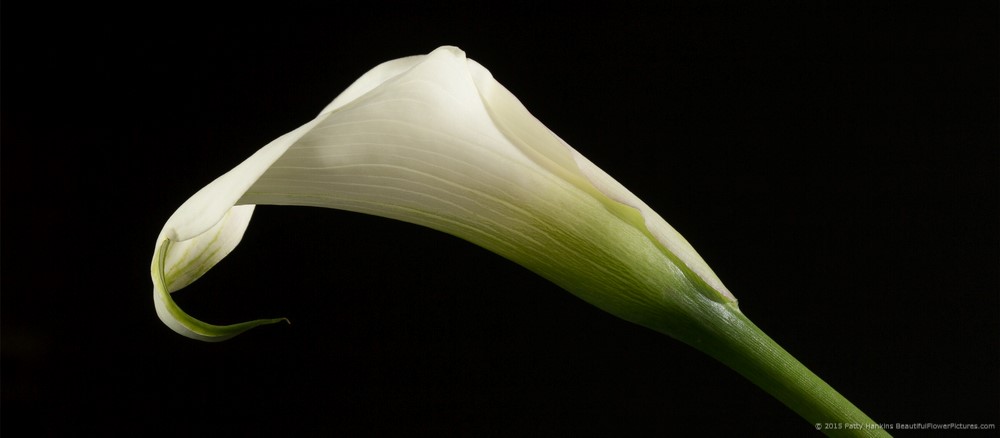 Crystal White Calla Lily © 2015 Patty Hankins