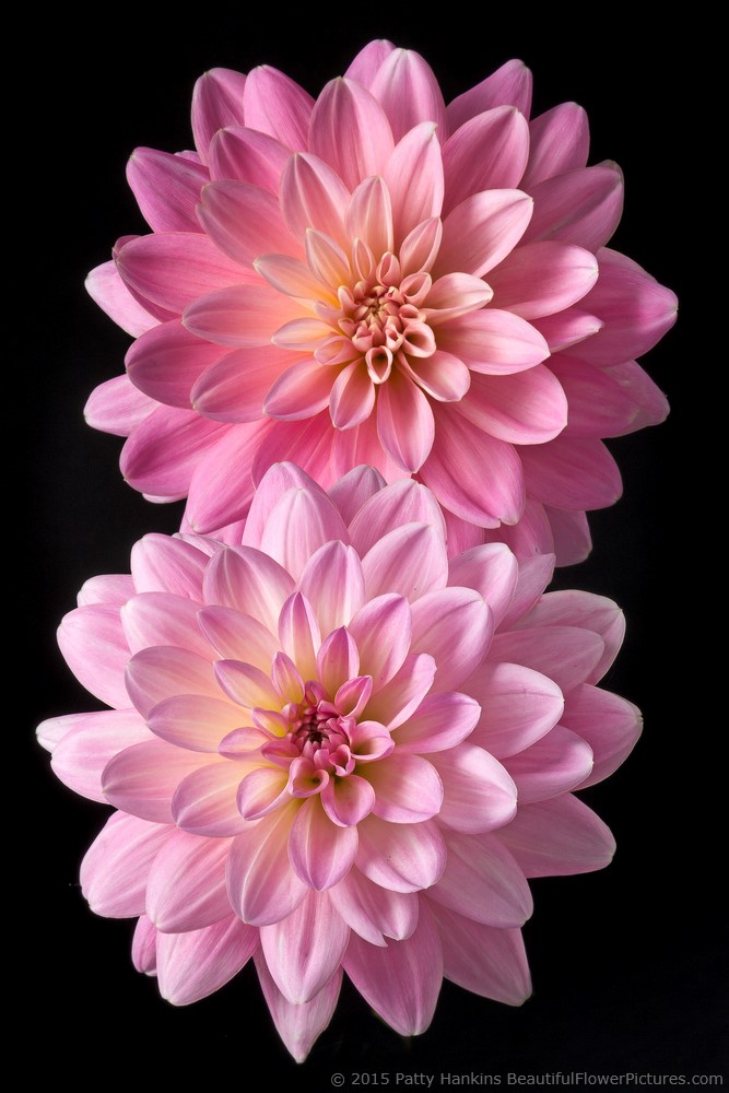 It’s A Girl Dahlias © 2015 Patty Hankins