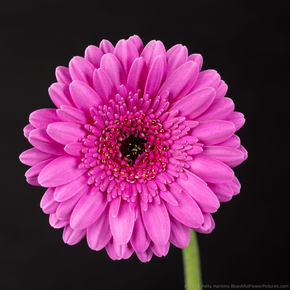 Picture Perfect Gerbera Daisy © 2015 Patty Hankins