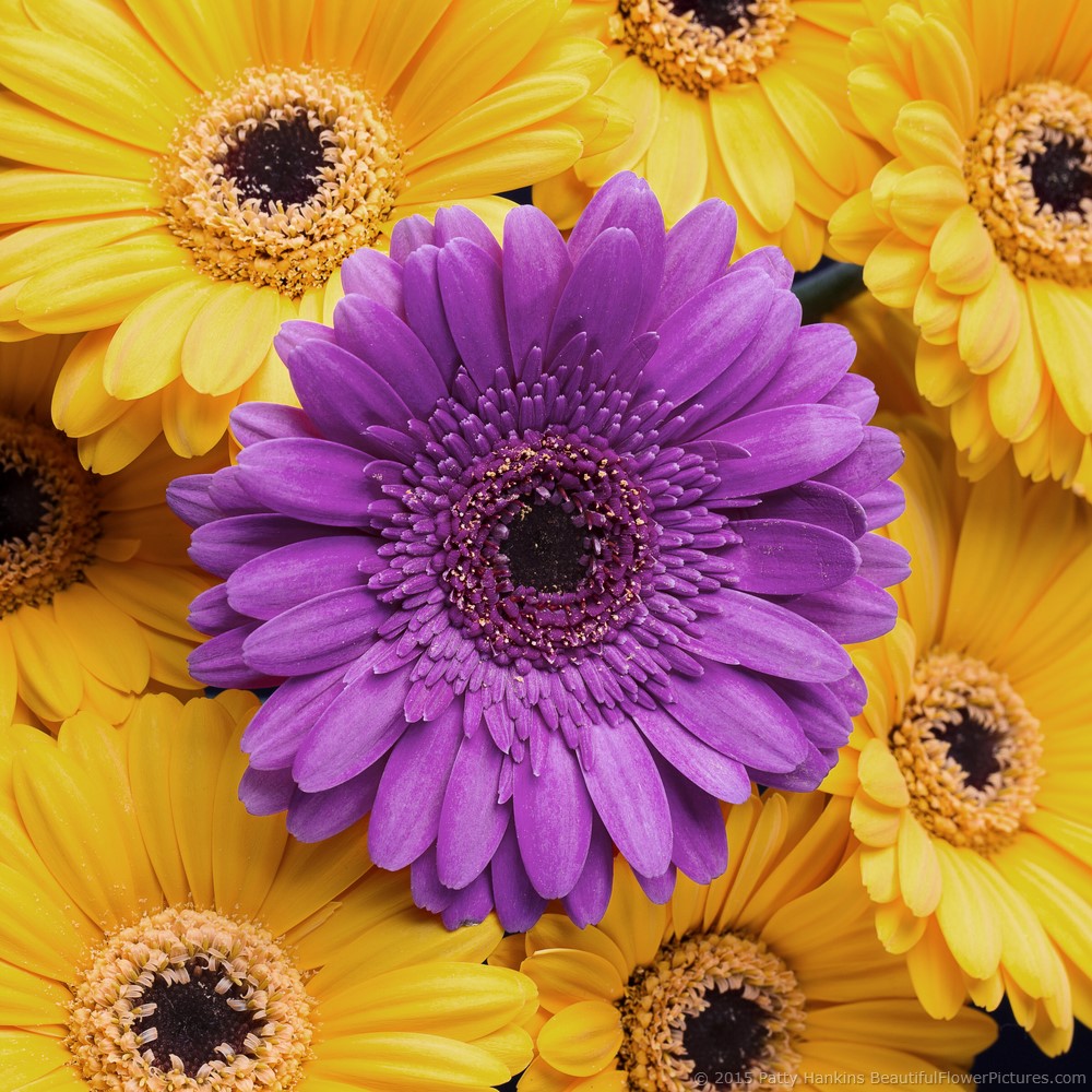 Picture Perfect and Mundi Gerbera Daisies © 2015 Patty Hankins