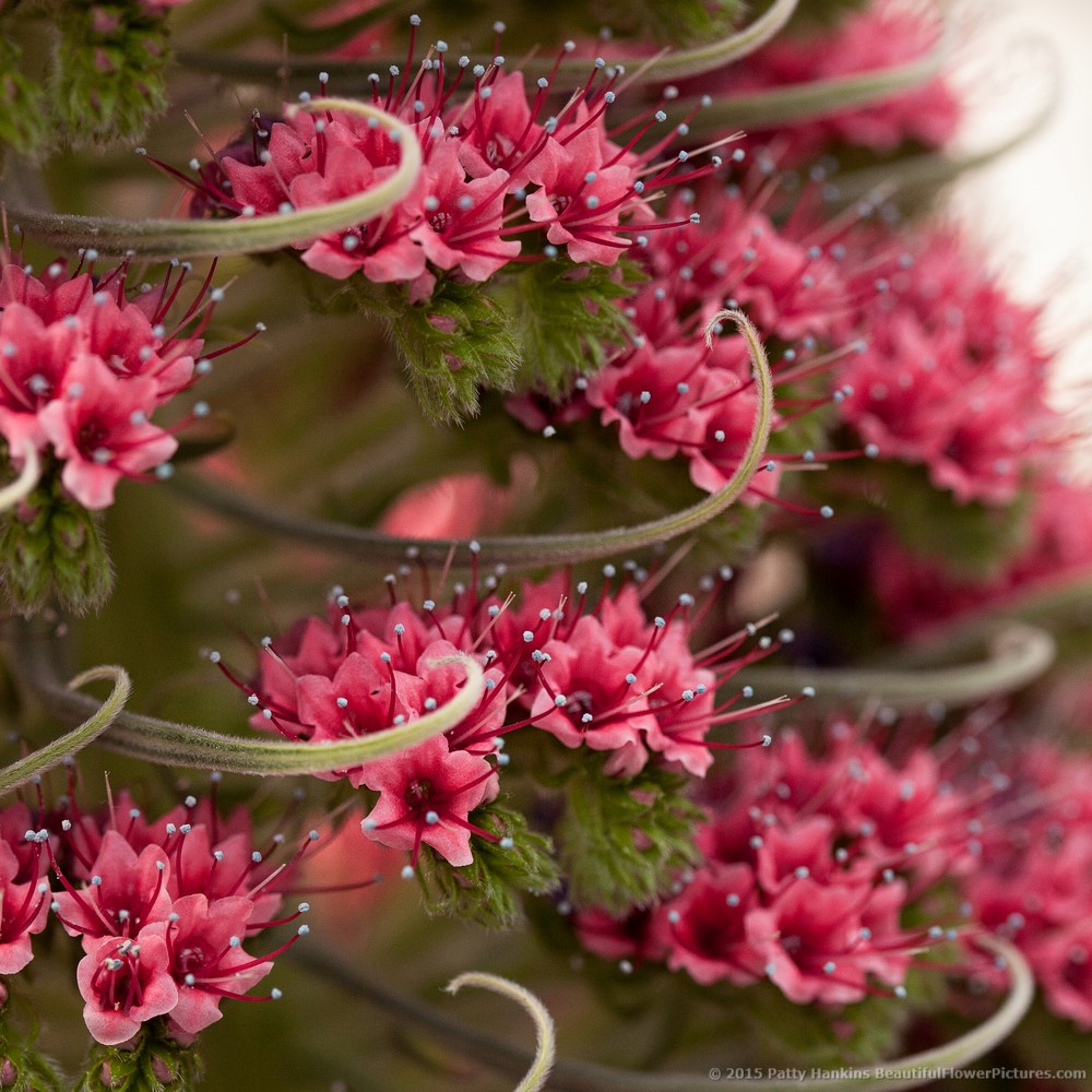 Tower of Jewels Echium Echium wildpretii © 2015 Patty Hankins