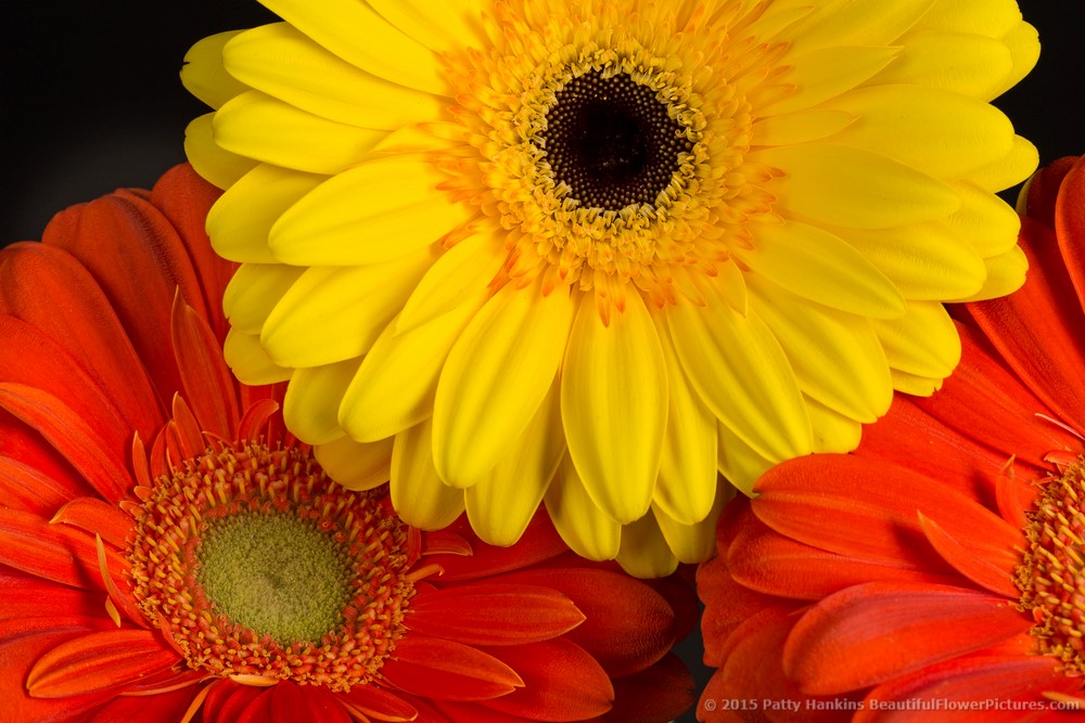 Fusion & Zodiac Gerbera Daisies II © 2015 Patty Hankins