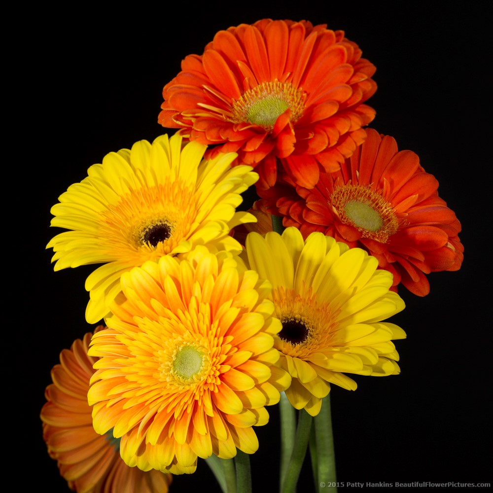 Fusion & Zodiac Gerbera Daisies © 2015 Patty Hankins