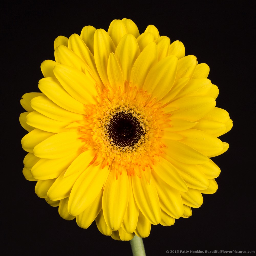 Zodiac Gerbera Daisy © 2015 Patty Hankins