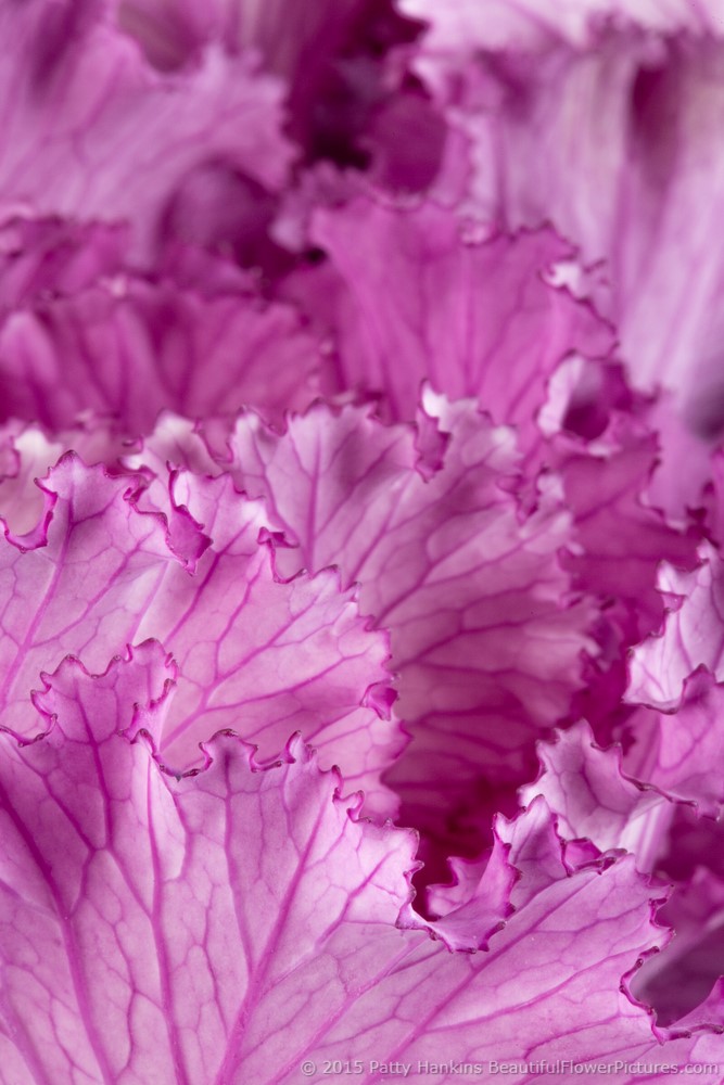 Purple Kale III Leaves of a Purple Kale © 2015 Patty Hankins