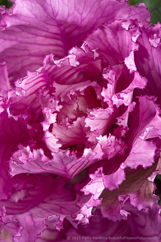 Purple Kale II Center leaves of a Purple Kale © 2015 Patty Hankins