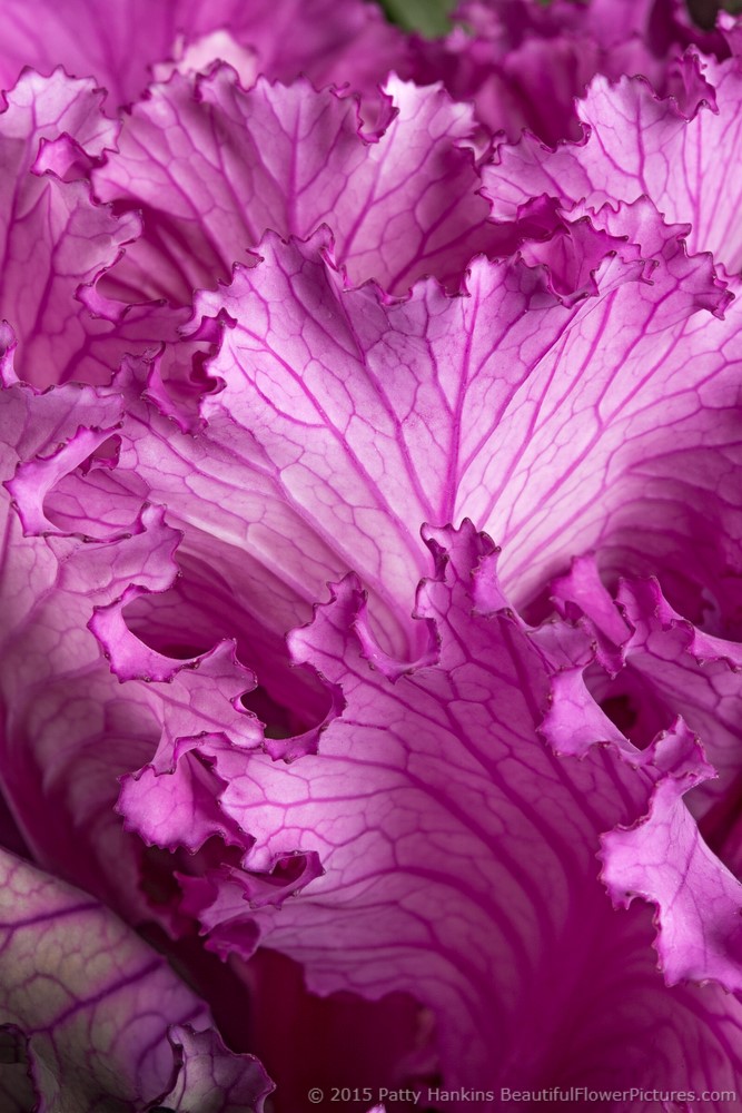 Purple Kale I Leaves of a purple kale © 2015 Patty Hankins