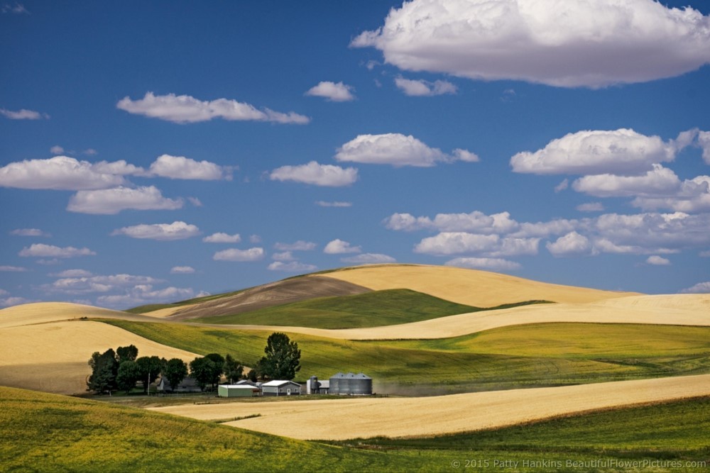 Farm in the Palouse © 2015 Patty Hankins