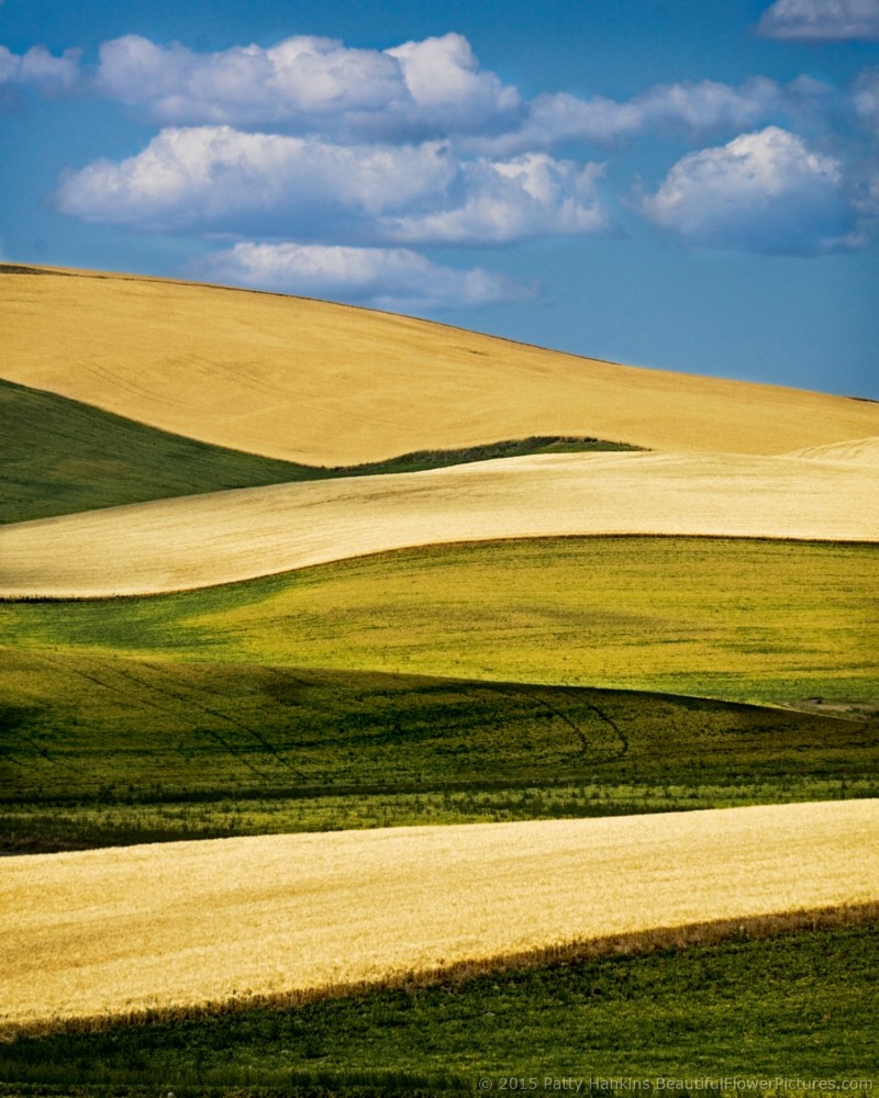 Fields in the Palouse © 2015 Patty Hankins