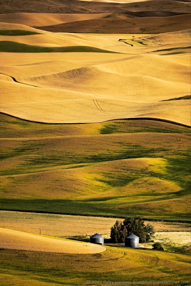 View from Steptoe Butte © 2015 Patty Hankins