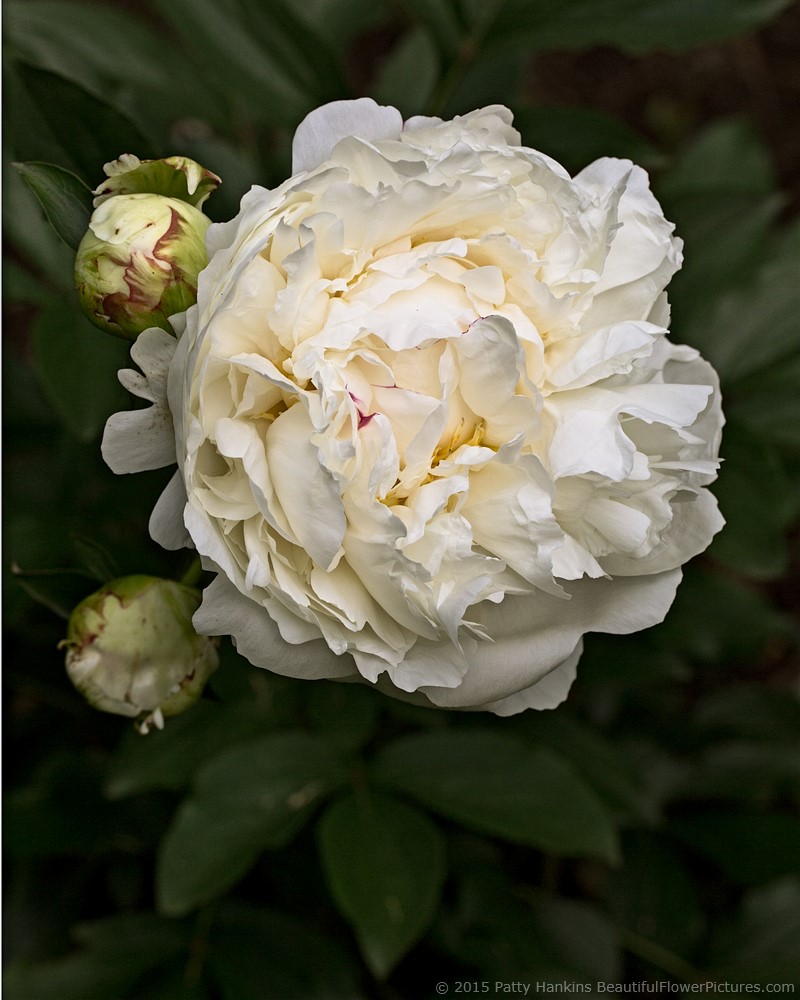 White Peony © 2015 Patty Hankins