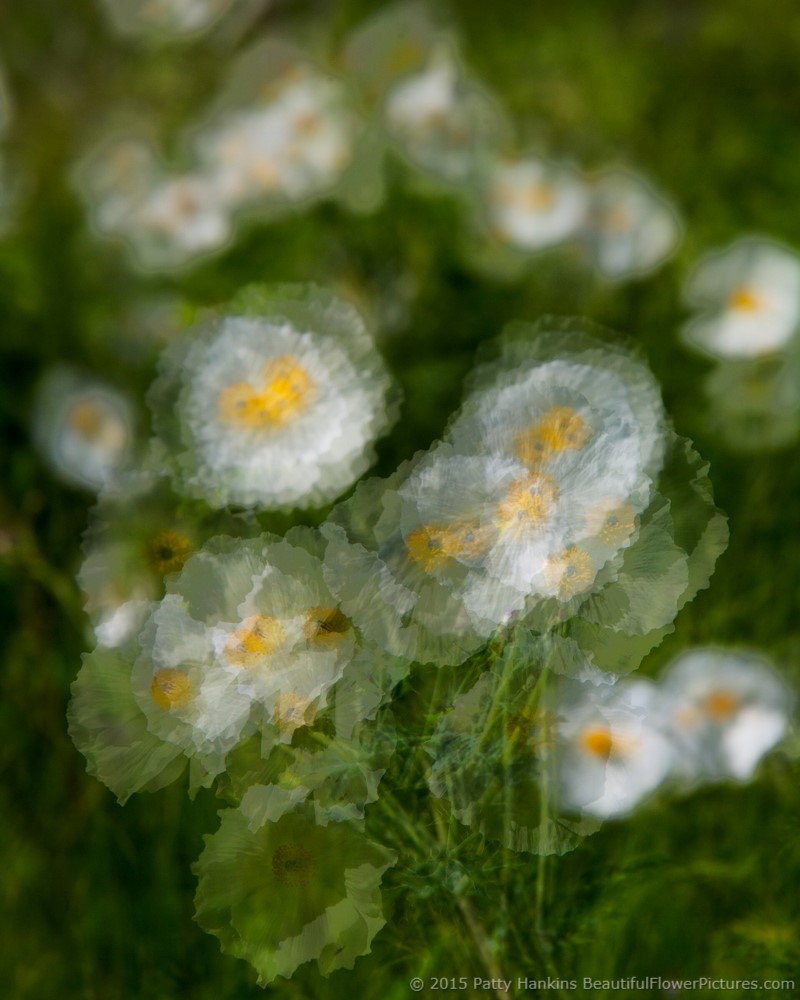 Prickly Poppies in the Wind Argemone albiflora © 2015 Patty Hankins