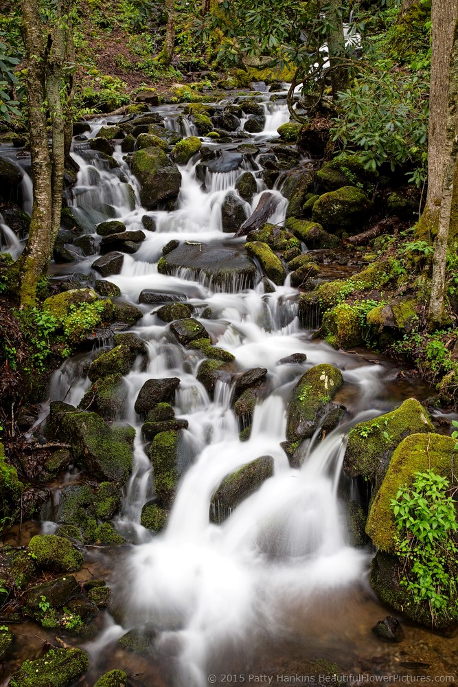 Smoky Mountain Stream © 2015 Patty Hankins